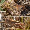 Calliptamus sp.